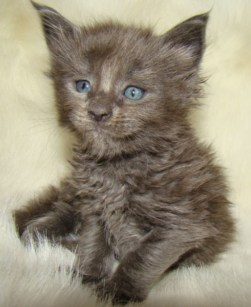     Catsvill County!   !    !       !!!    Catsvill County +7-926-544-74-09     .   ,   ,   ,    ,   ,  ,     ,   -,    ,   !